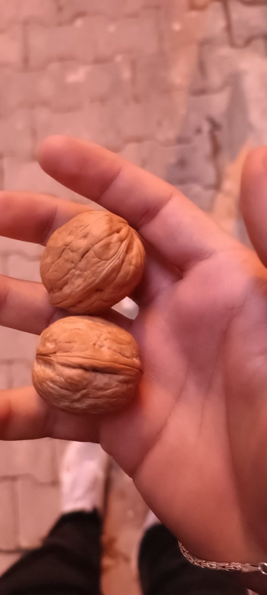 KorurSerhat's tweet photo. Baba Ali' nin cevizleri:
Bu gün otobüste eve giderken bi ses duydum, yaşlı bi sesti. Ses bana çok tanıdık geldi kafamı çevirip baktım çok yaşlı bi kadındı, hemen kalktım yerime çağırdım. Yerime oturdu, bende yanında ayakta durdum. Bana teşekkür etti. (Kürtçe) Sonra etrafına + https://t.co/j3de5Tmn40