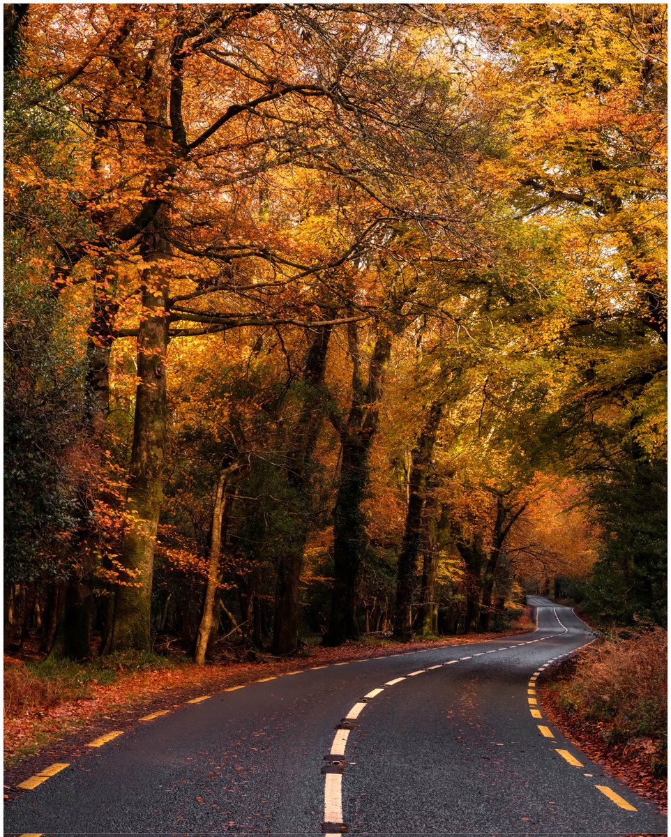 MarkOB (@markobrienkerry) on Twitter photo Autumn colours have finally peaked in Killarney,  what a sight to behold 😍 <a href="/GoToIreland/">Discover Ireland</a> <a href="/DiscoverIreland/">Discover Ireland</a> <a href="/TourismIreland/">Tourism Ireland</a> <a href="/Failte_Ireland/">Fáilte Ireland</a> <a href="/DKillarney/">DestinationKillarney</a> <a href="/KillarneyGuide/">Killarney Guide</a> <a href="/killarneydotie/">Killarney.ie</a> <a href="/ExplorKillarney/">Explore Killarney</a> #AutumnVibes #AutumnPhotography #autumnleaves Autumn colours have finally peaked in Killarney,  what a sight to behold 😍 <a href="/GoToIreland/">Discover Ireland</a> <a href="/DiscoverIreland/">Discover Ireland</a> <a href="/TourismIreland/">Tourism Ireland</a> <a href="/Failte_Ireland/">Fáilte Ireland</a> <a href="/DKillarney/">DestinationKillarney</a> <a href="/KillarneyGuide/">Killarney Guide</a> <a href="/killarneydotie/">Killarney.ie</a> <a href="/ExplorKillarney/">Explore Killarney</a> #AutumnVibes #AutumnPhotography #autumnleaves