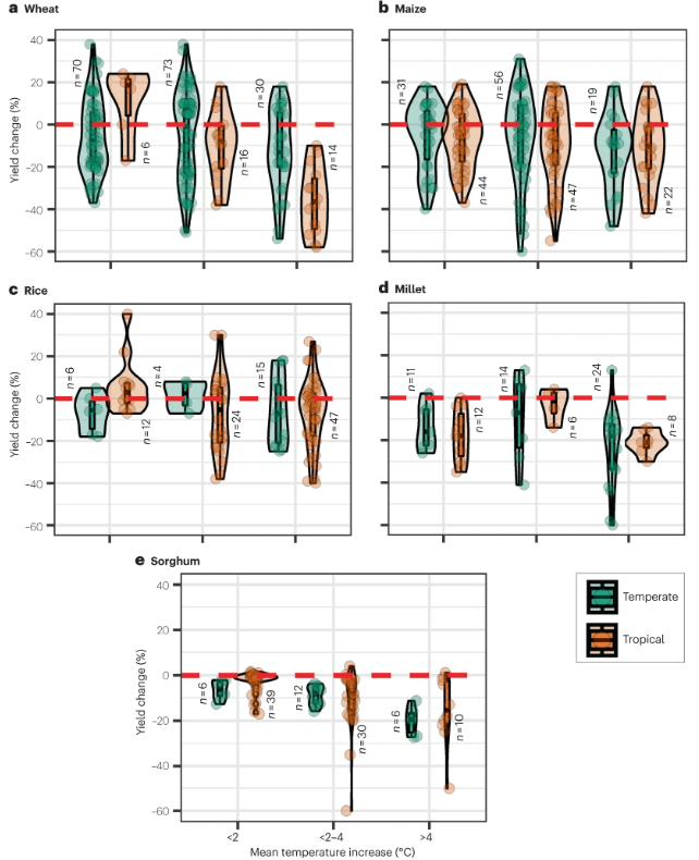 🚨New Review! Climate change impacts on crop yields @EhsanEyshi, @MartrePierre et al examine crop yield changes in response to warmer temperatures, increased CO2 concentrations and changing water availability. nature.com/articles/s4301… Free: rdcu.be/drboa