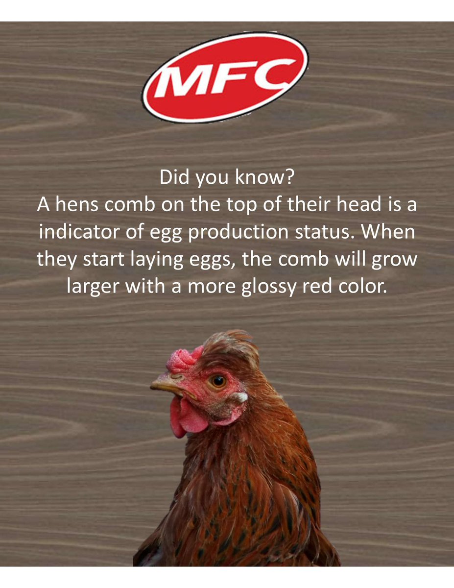 MiddletonCoop's tweet photo. Whether your hens are just starting to lay or have been for some time, the MFC Feed Mill has a variety of complete layer diets to best fit your flock that will be sure to increase egg quality &amp; production. Call the Feed Mill (608) 831-5989 now to see all of our available feeds. https://t.co/tyZRQh5eKE