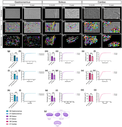 Our paper published in @AgingCell '3D reconstruction of murine mitochondria reveals changes in structure during aging linked to the MICOS complex' is now in pubmed @PubTrend! Fantastic collaboration with @phdgprotein86's lab!!! pubmed.ncbi.nlm.nih.gov/37960952/