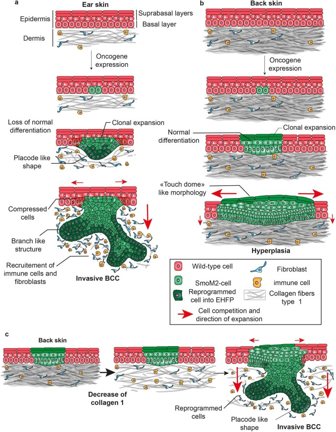 'The extracellular matrix dictates regional competence for tumour initiation' nature.com/articles/s4158…