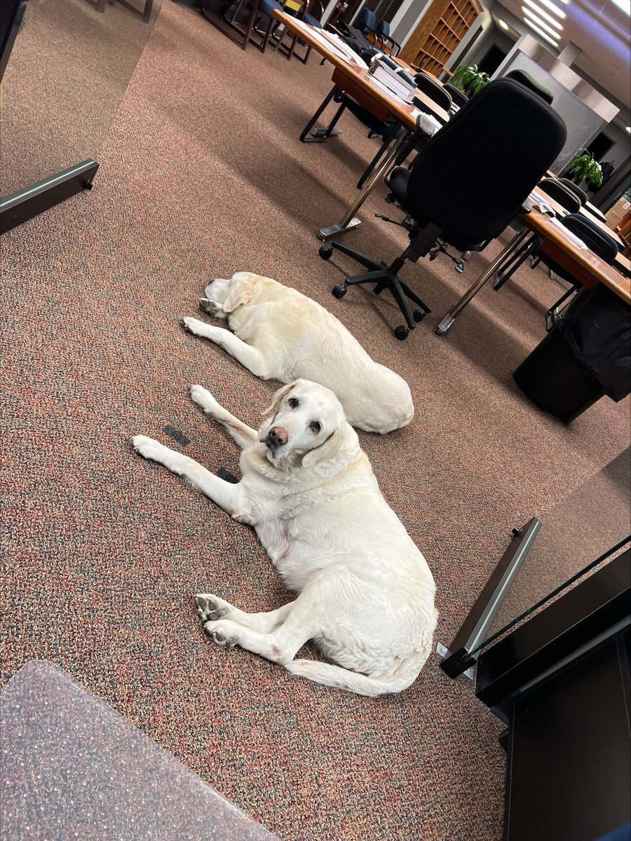 CKKLawDogs's tweet photo. Found some well-behaved #lawdogs at the office today 🐾. Call us today to at 812-372-8461 to help with your legal needs or visit our website at https://t.co/kMjLsZRBpU.

#ColumbusIndiana #personalinjuryattorney #consumersafety #lawdogs #probate #estateplanning https://t.co/znHh9w3gk7