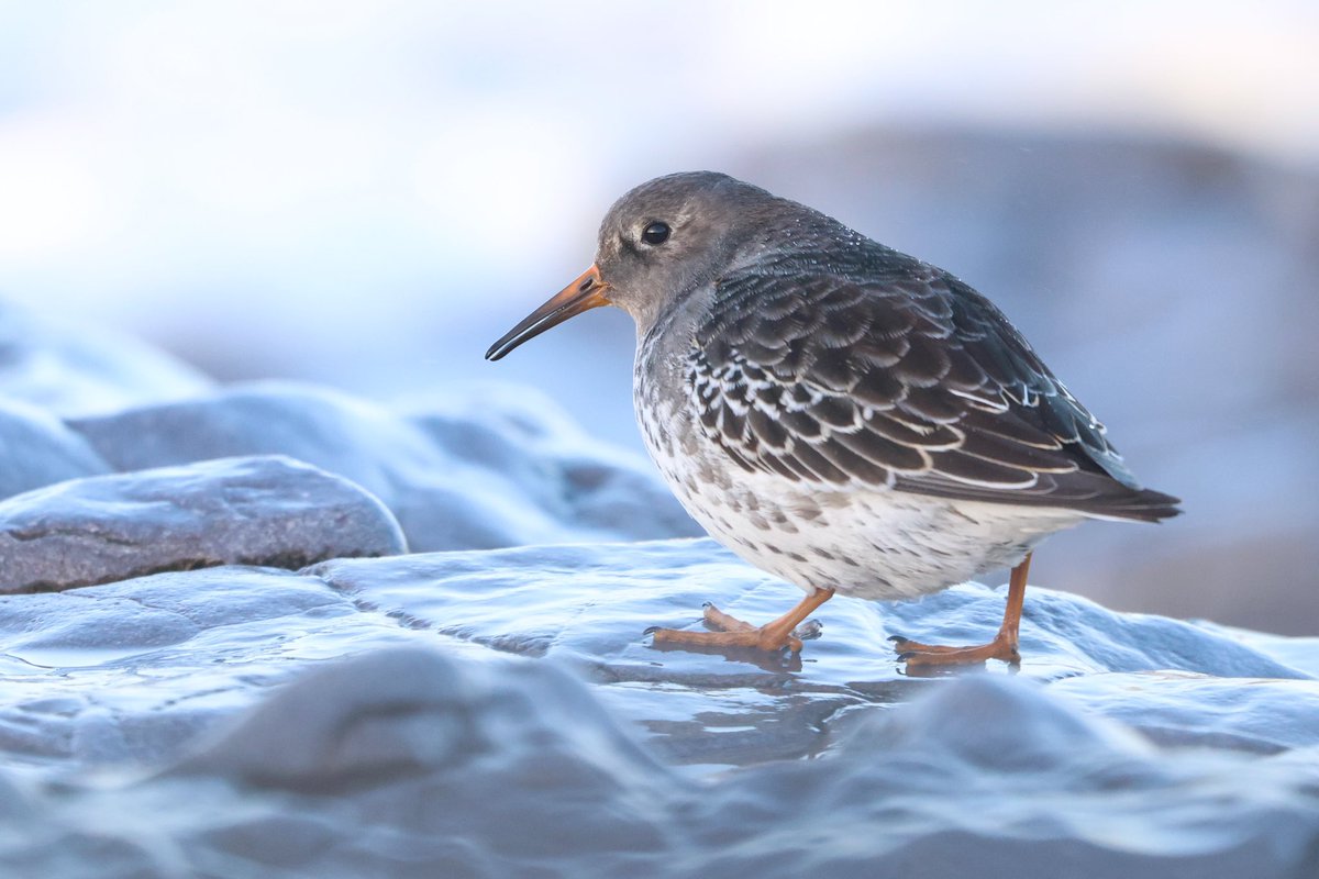 One of 3 Purple sandpipers dodging the swell at Ogmore-by-Sea this morning #glambirds