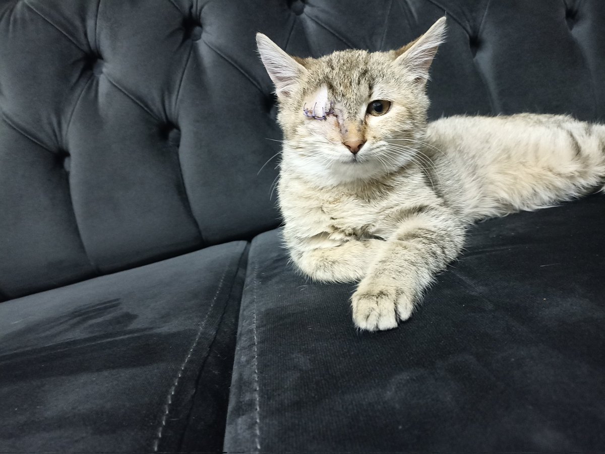 El birliğiyle yuva bulsak
Tek gözünü kaybetti
Sokakta yaşayamaz
Onun tek şansı var 
Yuva bulmak
Diğer kedilerle arası iyi 
Ankara
05066205031

Lütfen paylaşın
#kedi
#satinalmasahiplen