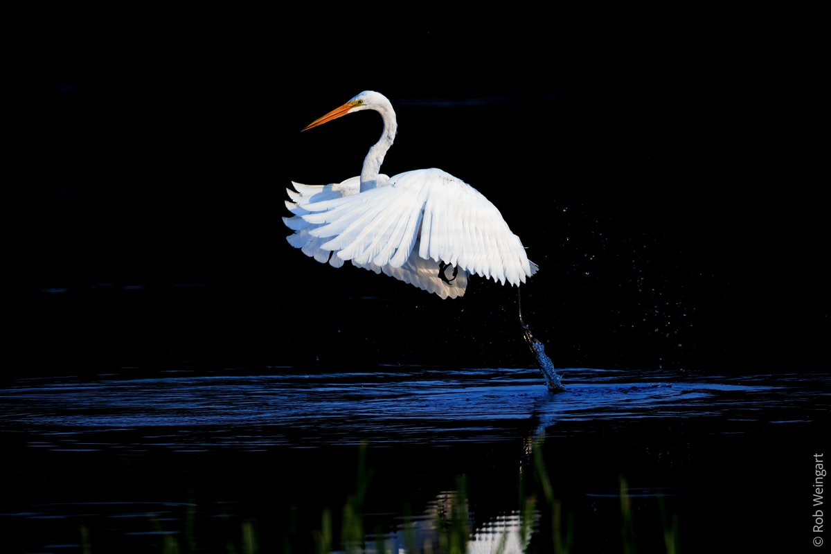 subtraho's tweet photo. Apologies for letting this account go mostly dormant, I burned out pushing myself to post a photo a day for years. I keep meaning to get back into it, but it's difficult to just jump back in. I'm still taking photos, though, so I guess I should at least try. :) #birding #wildlife https://t.co/uOmjCu6hZS