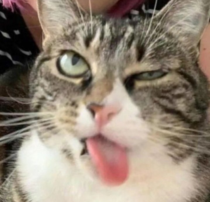 ☆ (@carreracats) on Twitter photo 