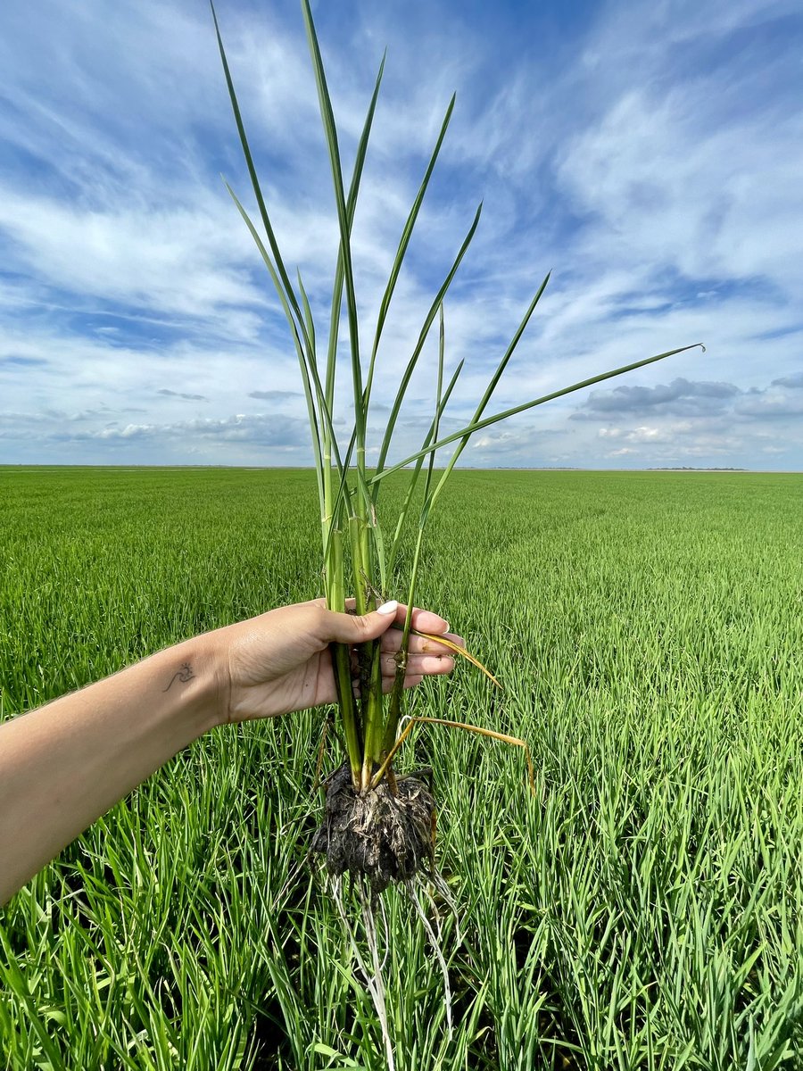 IngAgrLuVeiga's tweet photo. Marchando 🌾 https://t.co/WDbmbelz9f