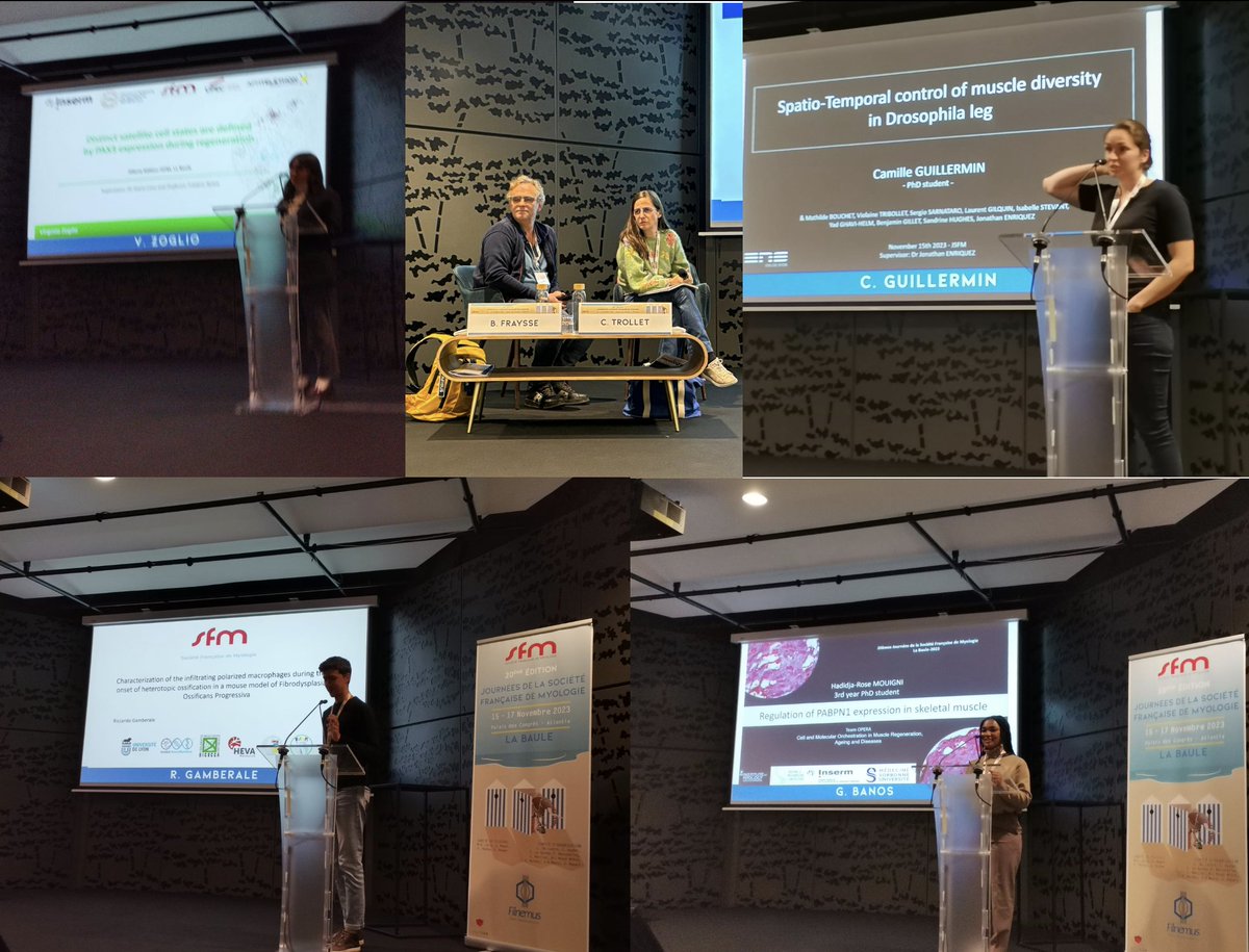 SMyologie's tweet photo. 1st session of Fundamental Myology at #JSFM2023
Congrats to the 4 young speakers Camille Guillermin @IGFLyon  Virginia Zoglio @RelaixLab Rose Mouigni @researchmyology &amp; Riccardo Gamberale @silviabrunelli_ @BenChazaud drosophila, mouse, human...The next generation is here! https://t.co/7KnLs4SrJg