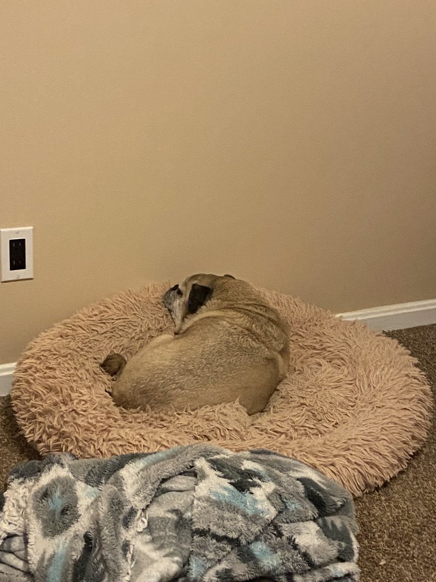 indiana_pug's tweet photo. Sometimes you have to push your nest against the wall and make a nice chin rest! #pug #puglife #nest #chinrest https://t.co/iMbLcc0Kan