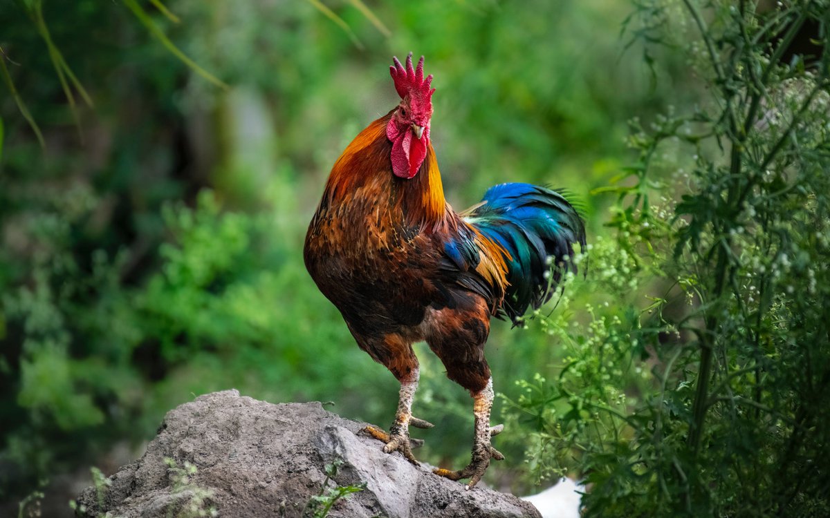 'Look at me, I'm fabulous!' 🐓✨

This Red Junglefowl is giving us a fashion show right here in the wild!

#Funny #Viral #NaturePhotography #style #fashion #wednesdaythought #WednesdayMotivation #photography