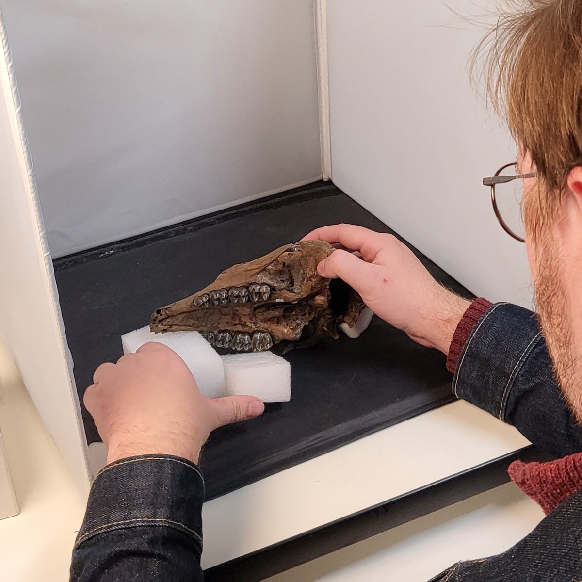 GrayFossilSite's tweet photo. Research in progress!

Graduate student Johannah is measuring and photographing fossil tapir skulls as part of a study into the growth and development of this ancient species (Tapirus polkensis). https://t.co/2DFKj6XWTU