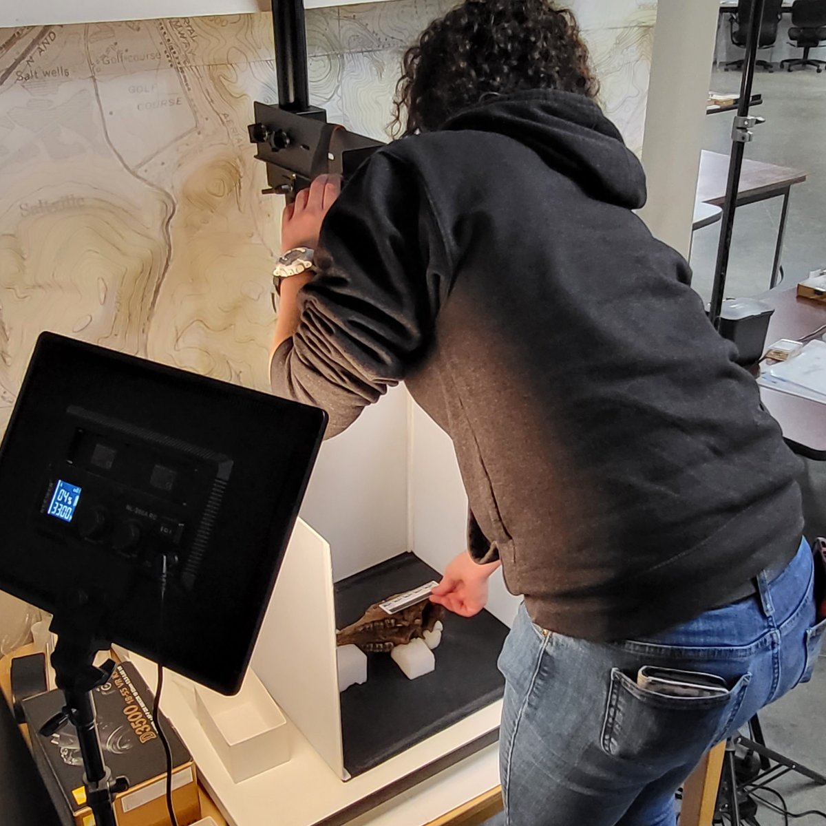 Research in progress!

Graduate student Johannah is measuring and photographing fossil tapir skulls as part of a study into the growth and development of this ancient species (Tapirus polkensis).
