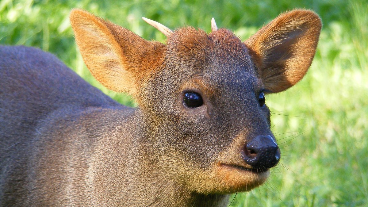 ladera_sur's tweet photo. #EstáPasando Investigación revela gran presencia de pudúes en la cordillera de la Costa, en Osorno https://t.co/8HRte36mU1
