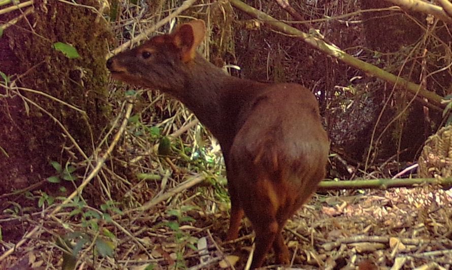 ladera_sur's tweet photo. #EstáPasando Investigación revela gran presencia de pudúes en la cordillera de la Costa, en Osorno https://t.co/8HRte36mU1