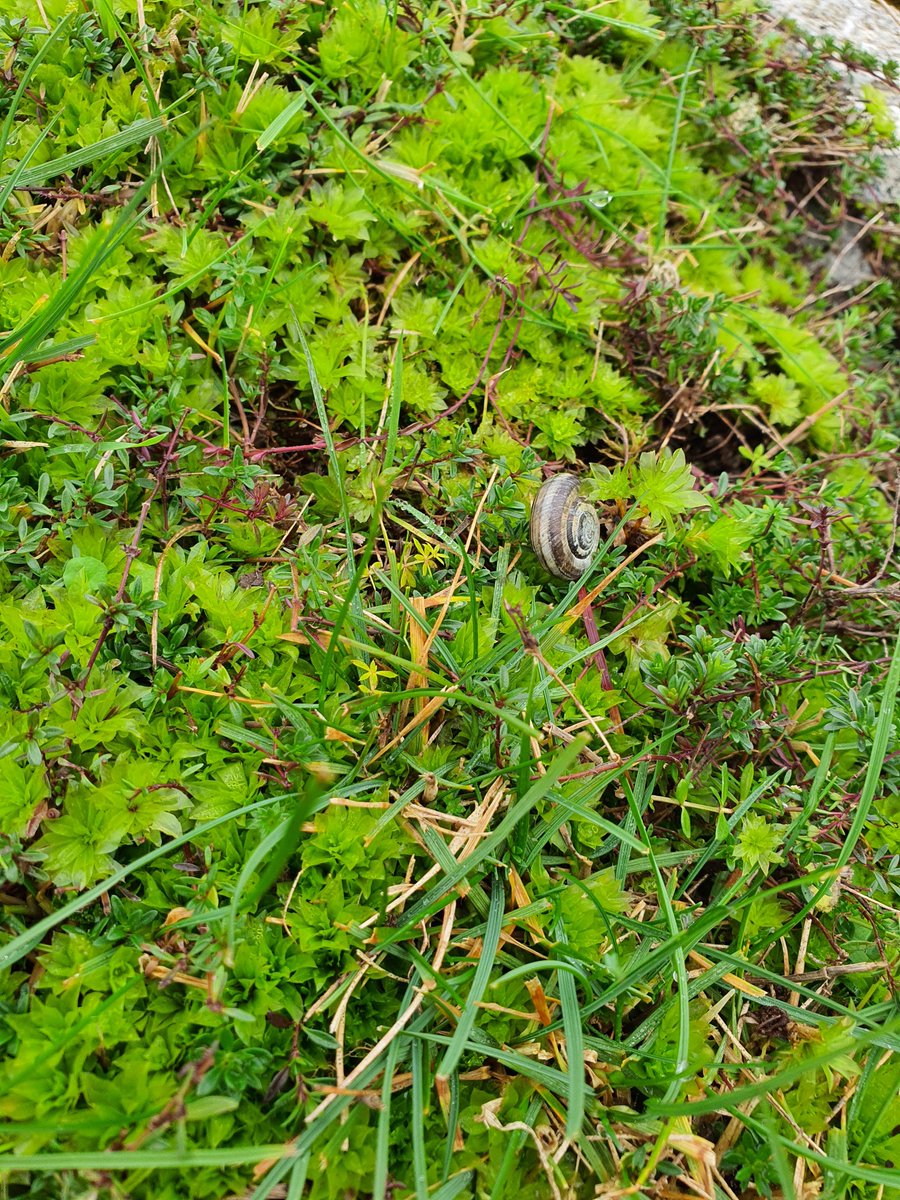 GrasslandsIrl's tweet photo. Fabulous 8 min interview, showcasing how amazing the area known as 'the rocks' in South Roscommon is - a mini #Burren! 

Superb example of a #GreatIrishGrassland, with stunning species diversity, #anthills galore, and #waxcaps too! 

@EoghanFinneran 
@FarmeyeIreland 
@uiMaine https://t.co/5p5RpkKYo9