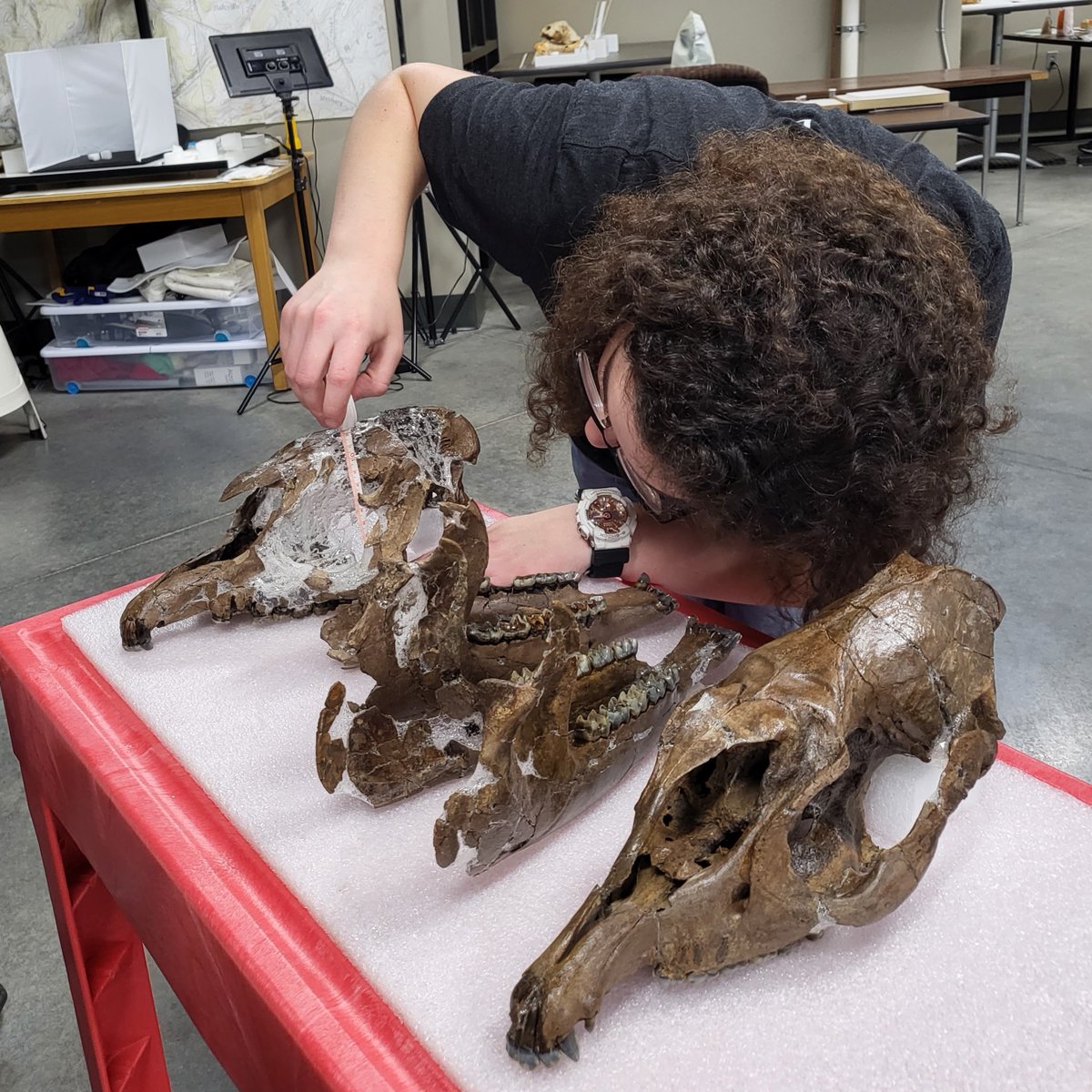 GrayFossilSite's tweet photo. Research in progress!

Graduate student Johannah is measuring and photographing fossil tapir skulls as part of a study into the growth and development of this ancient species (Tapirus polkensis). https://t.co/2DFKj6XWTU
