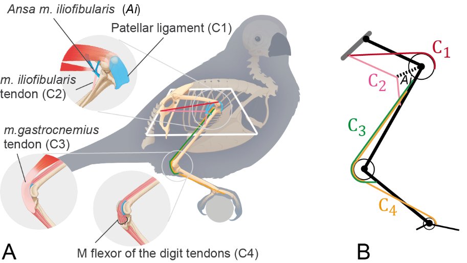 FUNEVOL (@funevol_mnhn) on Twitter photo New <a href="/FUNEVOL_MNHN/">FUNEVOL</a> paper by Anick Abourachid and colleagues from <a href="/UMR_MECADEV/">UMR MECADEV</a> <a href="/Le_Museum/">Muséum national d'Histoire naturelle</a> and @LaboLS2N <a href="/NantesUniv/">Nantes Université</a>
They revealed how birds are able to remain stable on their 2 legs without effort, thanks to a mechanical tensegrity system.
royalsocietypublishing.org/doi/10.1098/rs… New <a href="/FUNEVOL_MNHN/">FUNEVOL</a> paper by Anick Abourachid and colleagues from <a href="/UMR_MECADEV/">UMR MECADEV</a> <a href="/Le_Museum/">Muséum national d'Histoire naturelle</a> and @LaboLS2N <a href="/NantesUniv/">Nantes Université</a>
They revealed how birds are able to remain stable on their 2 legs without effort, thanks to a mechanical tensegrity system.
royalsocietypublishing.org/doi/10.1098/rs…