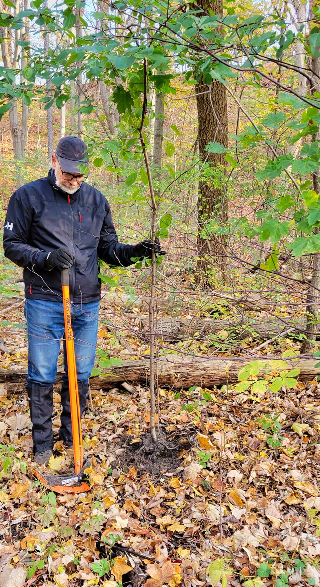 It's been two weeks since our season ended and we are already excited to start planning for 2024! For now, enjoy these photos of a fall event at Newtonbrook Creek.

#torontoravines #environmentalstewardship #TOravines #urbanlandscape #torontoparks #invasivespecies #invasiveplants