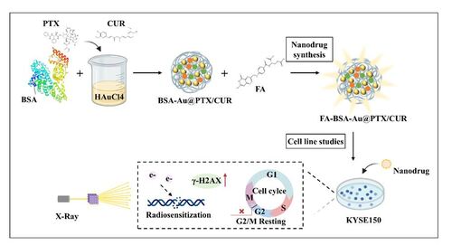 Research Article #EarlyOnline

Bovine Serum Albumin and Folic Acid-Modified Aurum Nanoparticles Loaded with Paclitaxel and Curcumin Enhance Radiotherapy Sensitization for Esophageal Cancer

bit.ly/3SCQ8hw

 #radiation #research #ijrb #ResearchJournal #science
