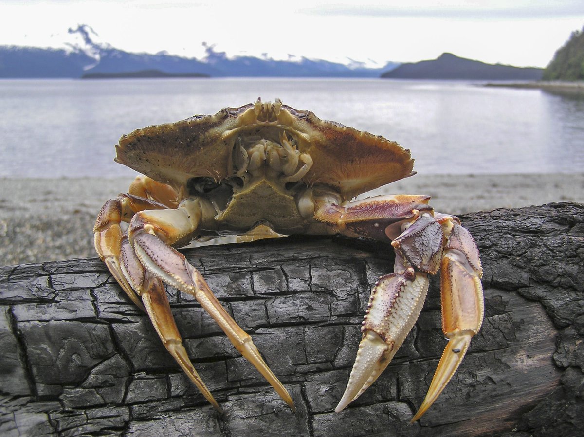 Hiring a #postdoc at UCSB to work with me on the climate-resilient management of the West Coast Dungeness crab fishery. The salary range for this position is $64,480 to $71,908. Apply at recruit.ap.ucsb.edu/JPF02658 UCSB is an AA/EOE, including disability/vets