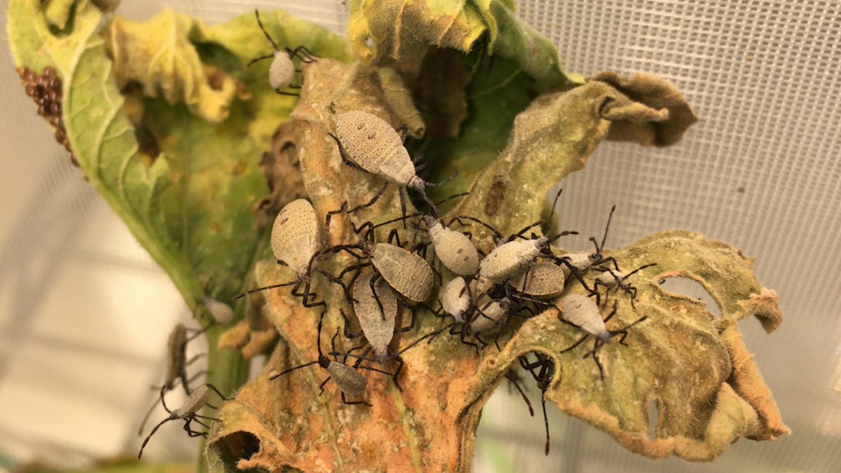 tamuentomology's tweet image. If you ever try to catch this #TAMUBug of the week, you may notice a sickly-sweet green apple scent. The squash bug is a prey insect and uses this scent to deter predators. See the published article below! 

🔗onlinelibrary.wiley.com/doi/10.1111/pc…

#TAMUBugs 

(Photos provided by Helms Lab).