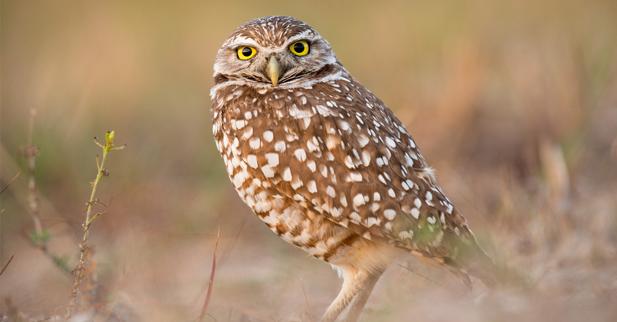 As the iconic burrowing owl species moves north to adapt, it needs suitable habitat news.ok.ubc.ca/2023/11/15/gra…