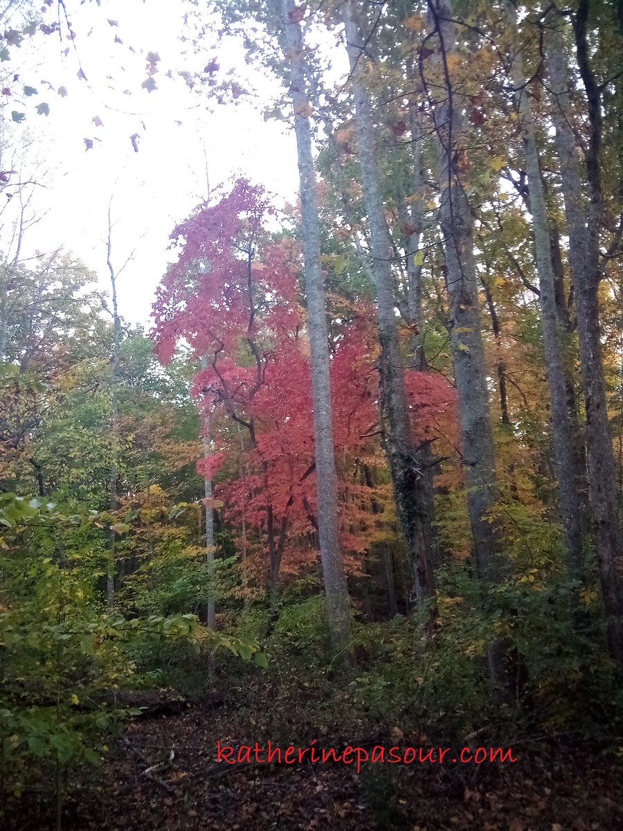 Do we dare to be different? This tree bravely shares its red while the others continue to stay with the crowd--green. Do we have courage to stand different from the crowd when we are right? #choosingright #wisdom #resistpeerpressure