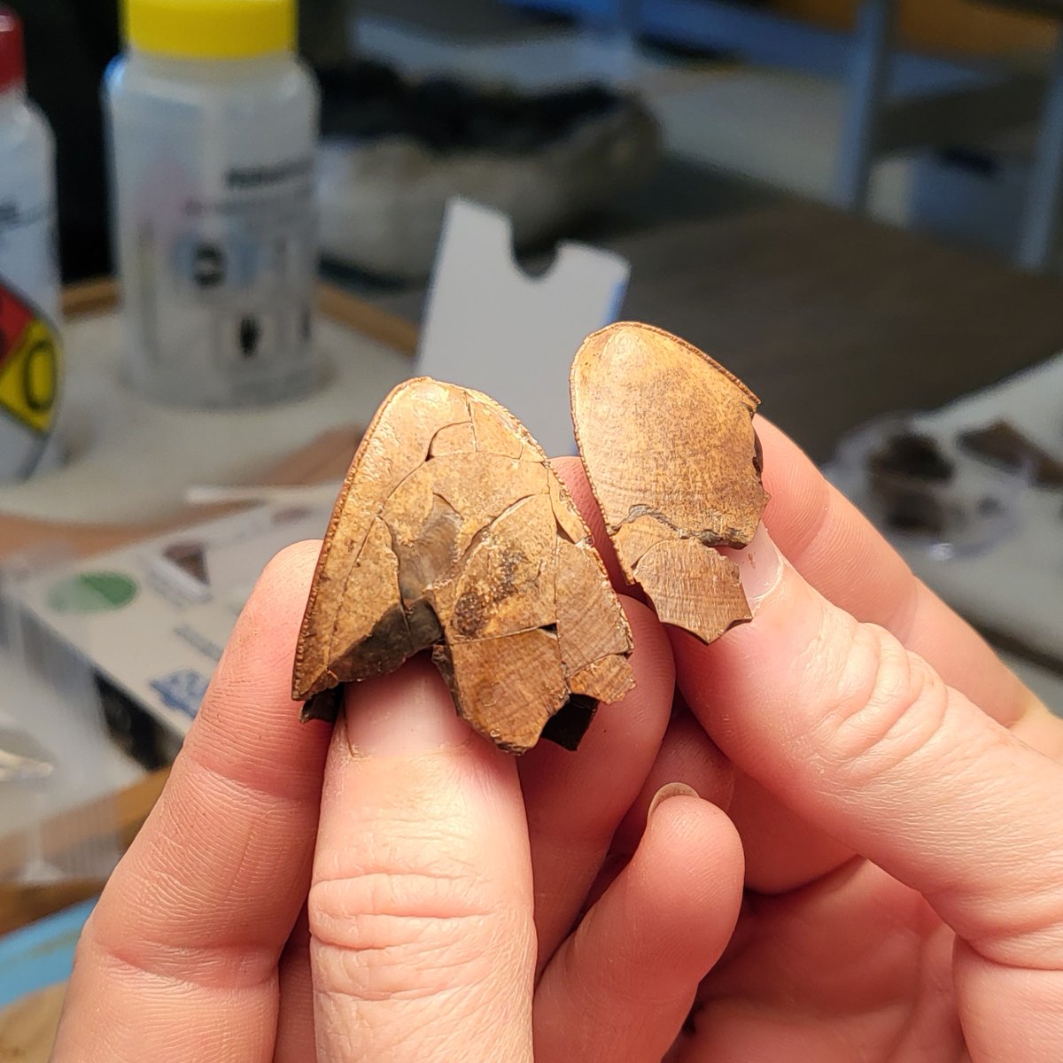 GrayFossilSite's tweet photo. These are the tips of Puddin's tiny tusks!

Puddin' - our first juvenile rhino - was the big find from this year's dig season.

Being a juvenile, Puddin' is  smaller than our adult rhino specimens. See how these tusks compare to those of Papaw, an adult male!
#FossilFriday https://t.co/RpMVXNLHGY