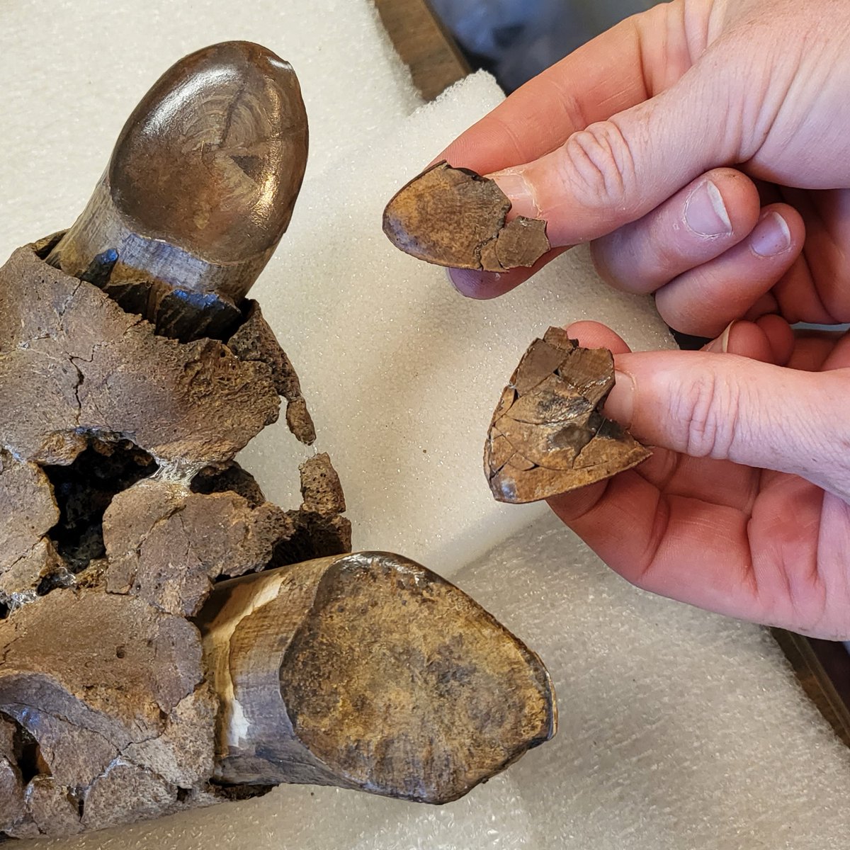 These are the tips of Puddin's tiny tusks!

Puddin' - our first juvenile rhino - was the big find from this year's dig season.

Being a juvenile, Puddin' is  smaller than our adult rhino specimens. See how these tusks compare to those of Papaw, an adult male!
#FossilFriday
