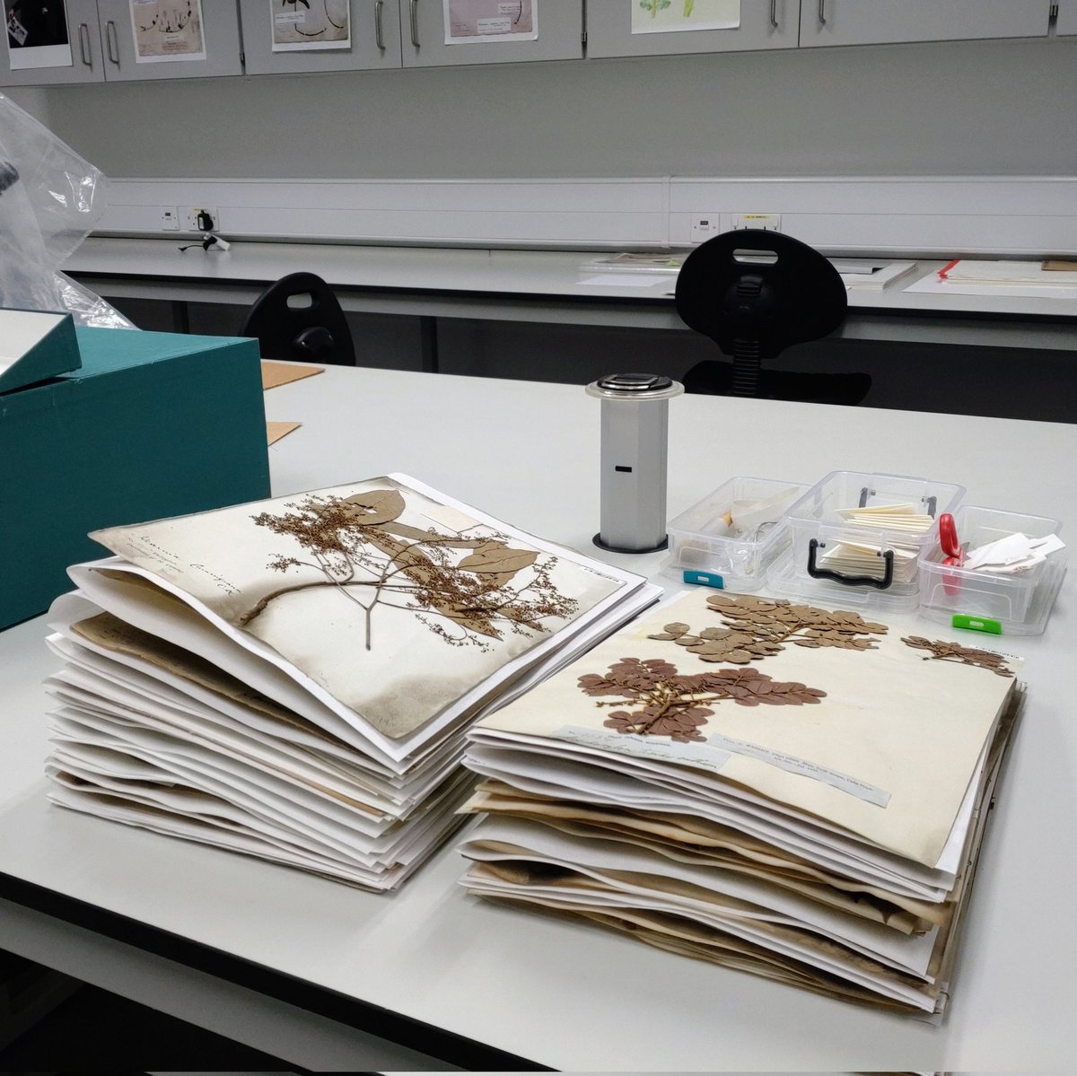 Anne Dubéarnès (@annedubearnes) on Twitter photo A satisfying treasure hunt: I found 67 new type specimens of Asian and American #Meliaceae last week. They were "hiding" amongst the 1.1 million specimens of <a href="/CUHerb/">Cambridge University Herbarium (CGE)</a>. They will soon be digitised and shared online, to facilitate the work of #taxonomists. @plantsci <a href="/CamGLAMresearch/">Cambridge Collections Connections Communities</a> A satisfying treasure hunt: I found 67 new type specimens of Asian and American #Meliaceae last week. They were "hiding" amongst the 1.1 million specimens of <a href="/CUHerb/">Cambridge University Herbarium (CGE)</a>. They will soon be digitised and shared online, to facilitate the work of #taxonomists. @plantsci <a href="/CamGLAMresearch/">Cambridge Collections Connections Communities</a>