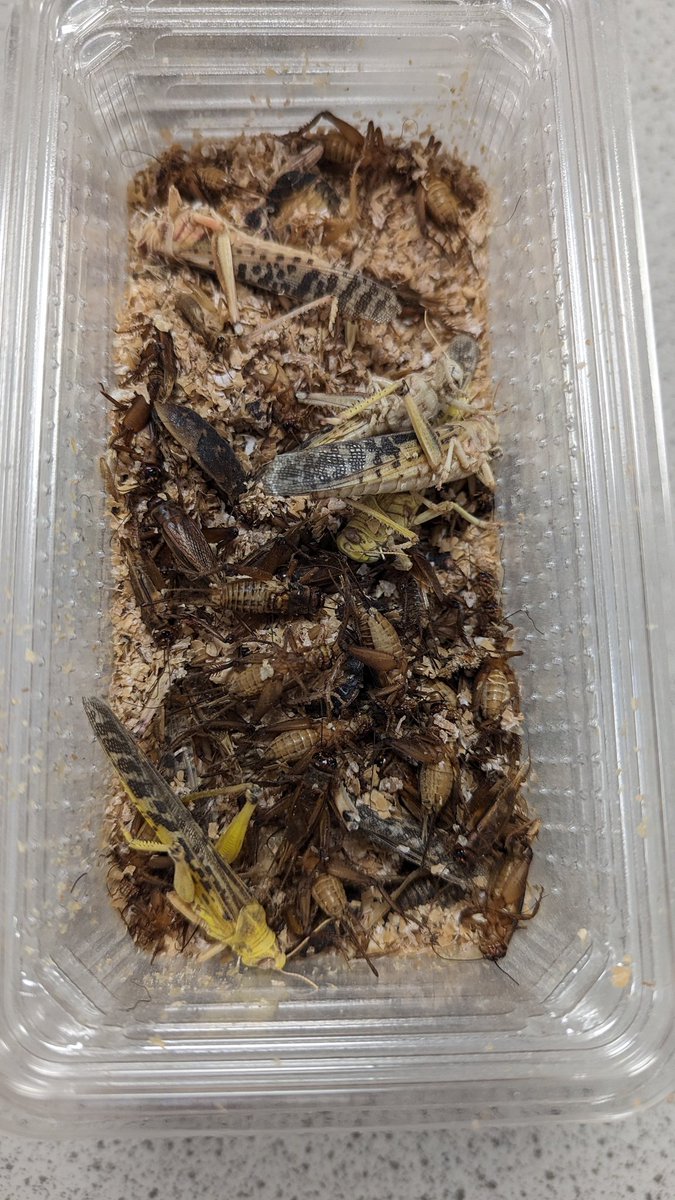 _doctorchris's tweet image. Had a very busy few weeks so apologies for the Twitter silence. A nice L7 prac today looking at #entomology and #taphonomy. Insect dissections first