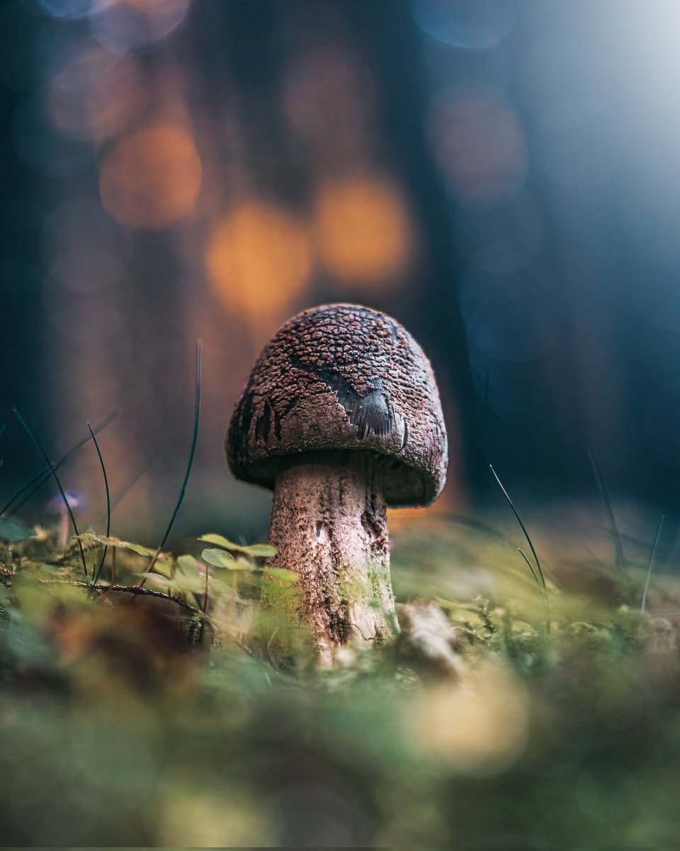 MacroViewpoint's tweet photo. @Lightroom Autumn macro world 🍁🍄 https://t.co/BjALTzMfUQ
