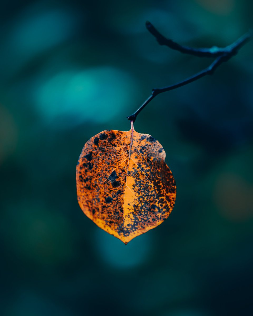 MacroViewpoint's tweet photo. @Lightroom Autumn macro world 🍁🍄 https://t.co/BjALTzMfUQ