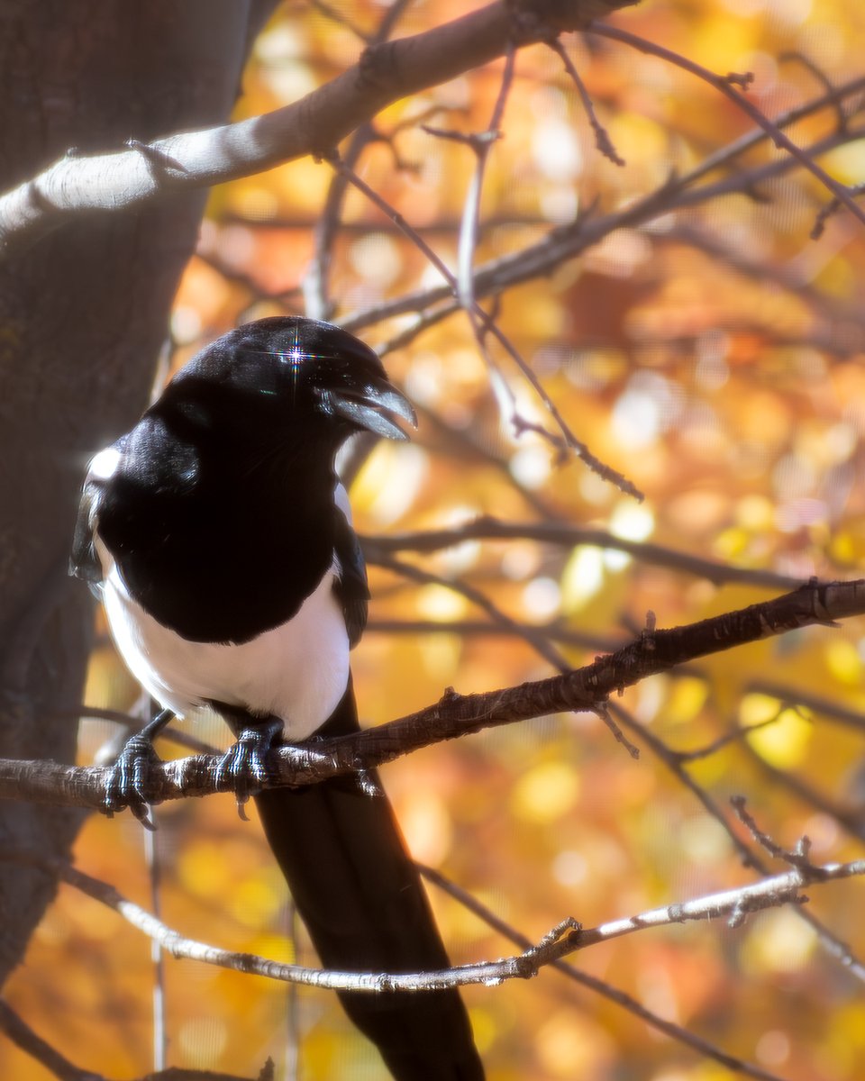 Not only did I get this split-second eye twinkle, but this photo was taken through a screen so look up close at how weird the twinkle turned out.