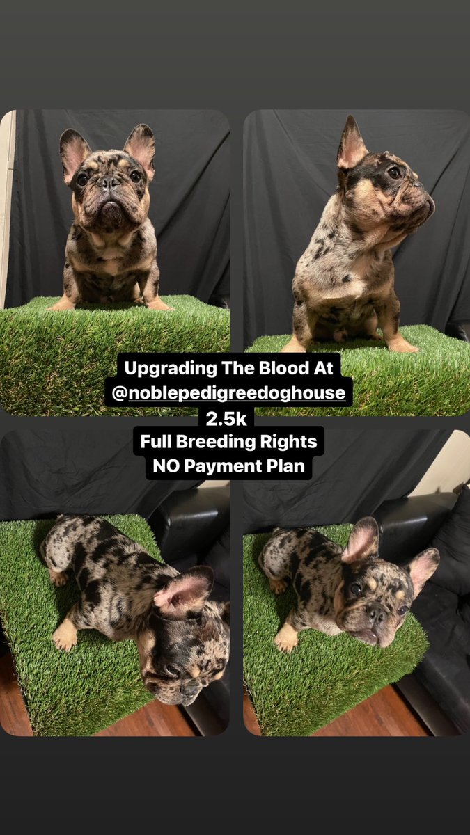 JayQue318's tweet image. instagram.com/noblepedigreed…