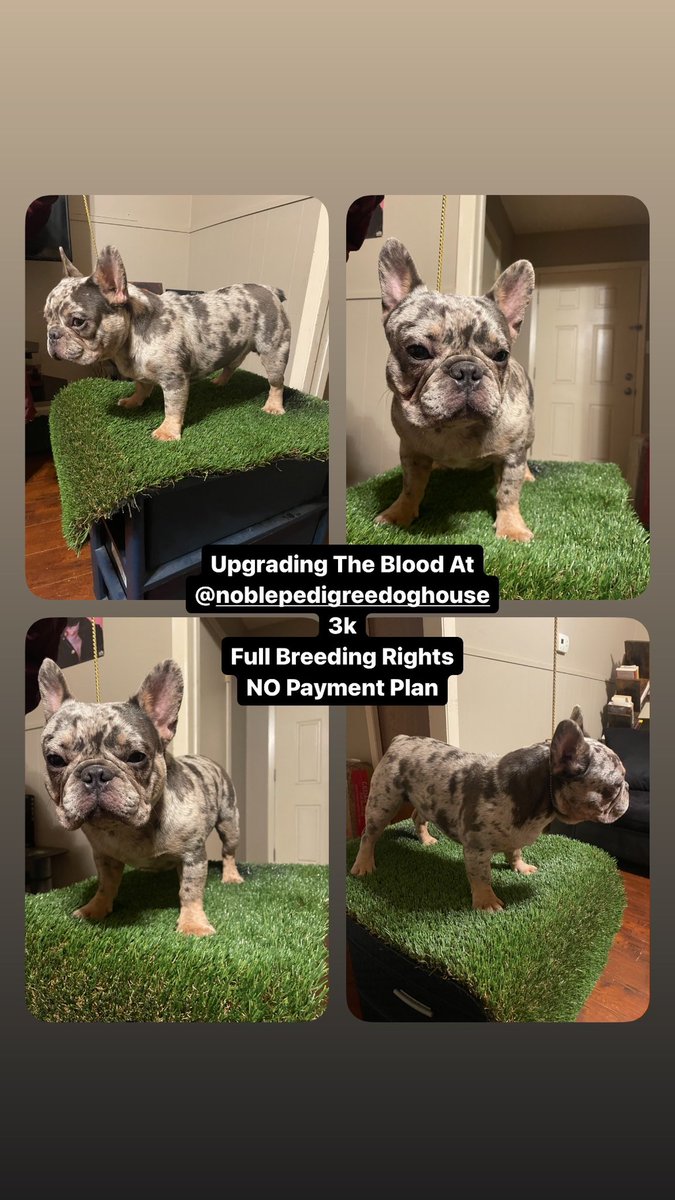 JayQue318's tweet image. instagram.com/noblepedigreed…