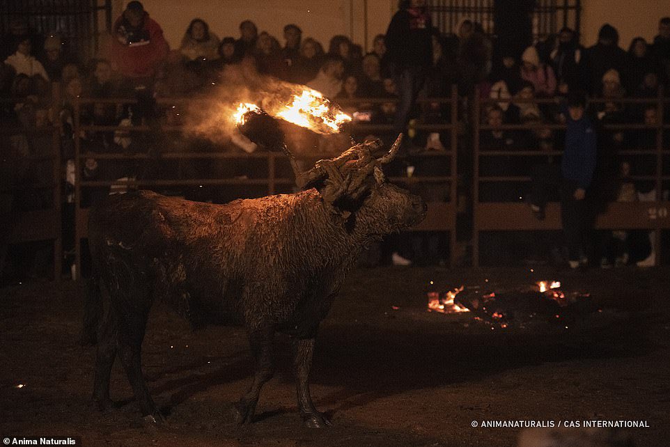 Annually on last Sunday, barbaric residents of #Medinaceli in Spain celebrate burning a bull.

The Medieval #ToroJubilo festival involves tying the animal to a post, coating it in 'pitch’, setting its horns on fire which can stay alight for hours, scorching horns, eyes, body.😟