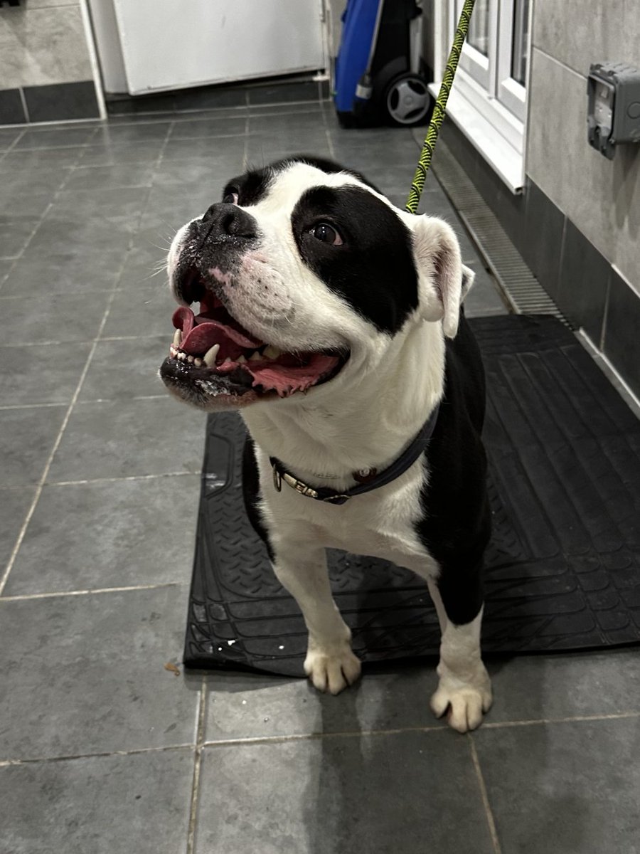 Animal Adoptions UK 🐕‍🦺🐈🐎❤️ tweet media