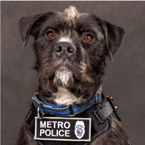 Vote Sgt. Bo for the "First Responders Paws Therapy Dog Award" by clicking the link below!  Voting closes November 20th.

bit.ly/VoteSgtBo

We love Sgt. Bo and his special visits!