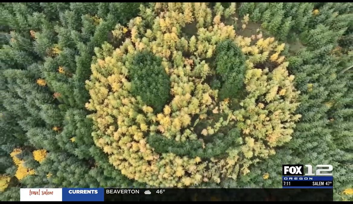 Have you spotted the smile? 😃 Here’s the full story behind Oregon’s very happy hillside! 

<a href="/fox12oregon/">FOX 12 Oregon</a> <a href="/HamptonLumberCo/">Hampton Lumber</a> #oregon #smiley #pnw #news

kptv.com/2023/11/15/gia…