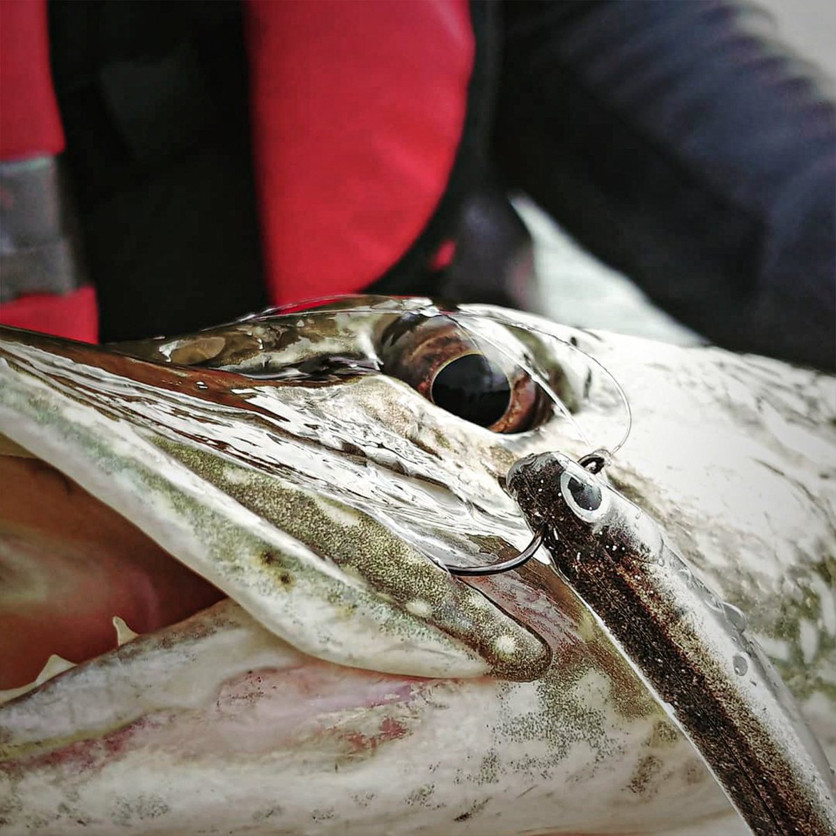 The Swim Bento stands out as one of the market's most lifelike baitfish imitators. Boasting a vibrant keeled tail, holographic core, and meticulously accurate detailing, these features seamlessly integrate into a soft yet resilient body construction.