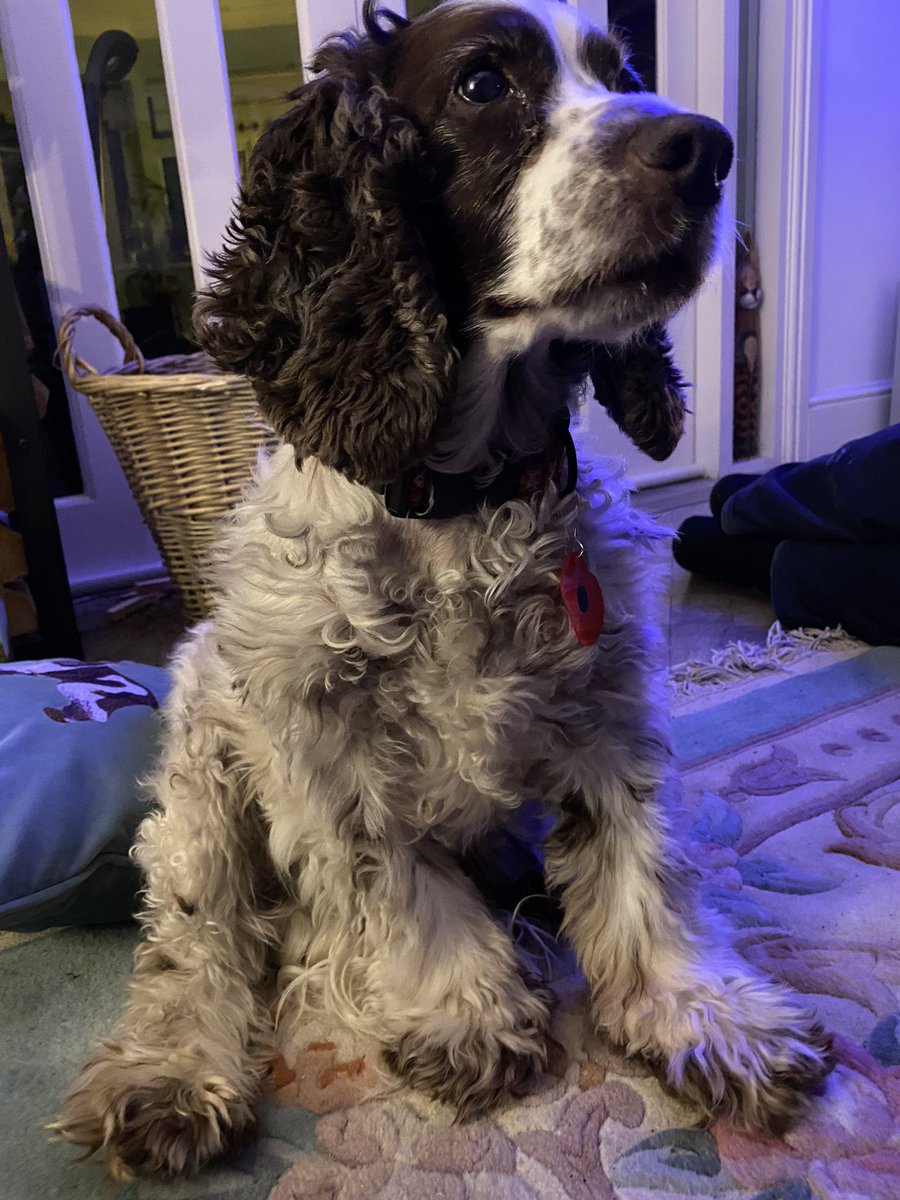 SpanielsSuper's tweet photo. What’s the matter Mo?
Look mum, she’s stolen my fire 🔥 
Oh I see 🙄
#Robbed 
#PoorMo https://t.co/Ympi8x48i5