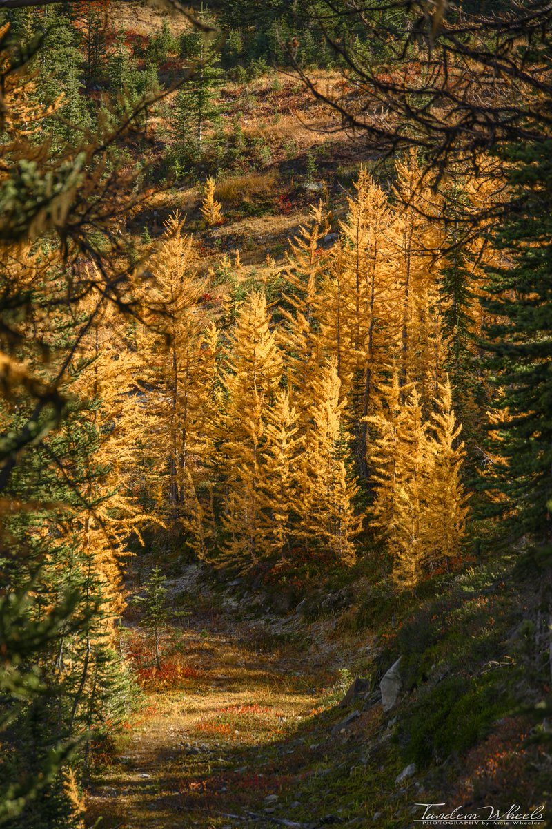 Gold At The End Of The Tunnel 

Shot of the tamaracks in early October from deep in the North Cascades 🍂🌲

#pnw #sonorthwest #wawx #ThePhotoHour #Autumn #Autumn #autumn2023 #tamarack #autumnleaves #northcascades