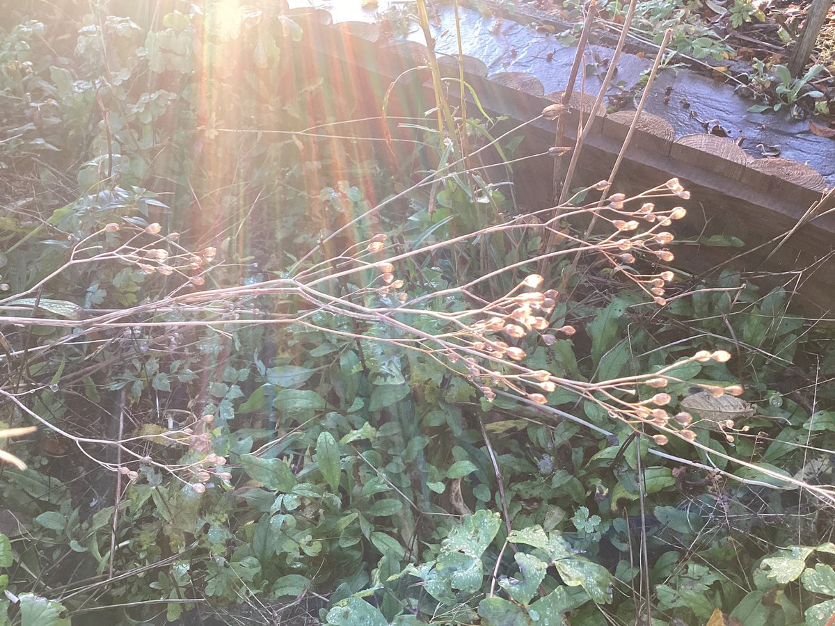 AntheaJames3's tweet image. Tweet,  #GoodnightTweetHearts  saying goodnight extra early tonight with the early morning  #sunrays  shining on the weeds  bed . #SweetDreams  to one and all . 🥰. #wednesdaysmile