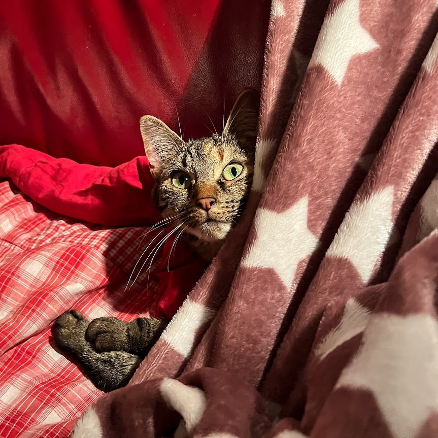 ByEstrella's tweet image. #15november #PhotoChallengeNovember2023. Ik moest even nadenken over het thema van vandaag, ik heb absolúút geen zin om een foto van mezelf te maken, dus koos ik deze van mijn kat #Chaya voor het thema #snuggledinblankets.