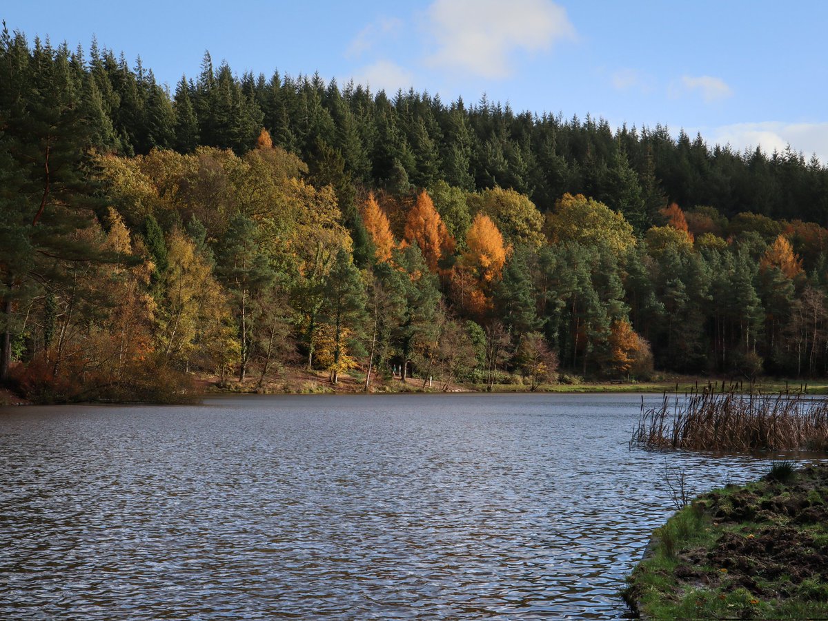 emmabphotos's tweet photo. Autumn colours 🍁

#mallardspike #lake #autumncolours #autumn #autumnvibes #autumnmood #changingcolours #leaves #treesofinstagram #forestofdeanwalks #forestofdean #forestphotography #landscapephotography #lakesofinstagram #nature #forestryengland #naturephotography #canonuk https://t.co/SG5BjkpwH8