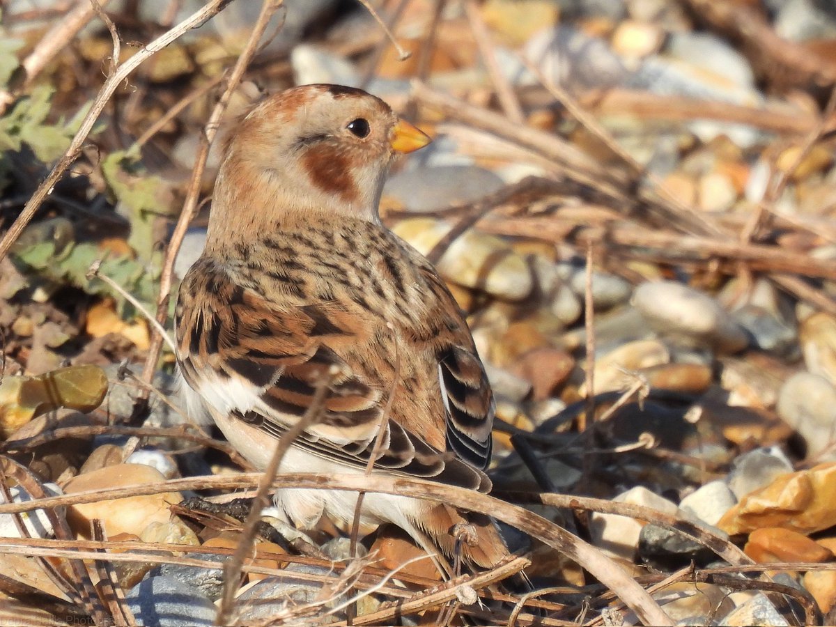 alwaysinascarf's tweet photo. The beautiful snowbuntings @NWTCleyCentre #Norfolk https://t.co/TnJsDOaoVO