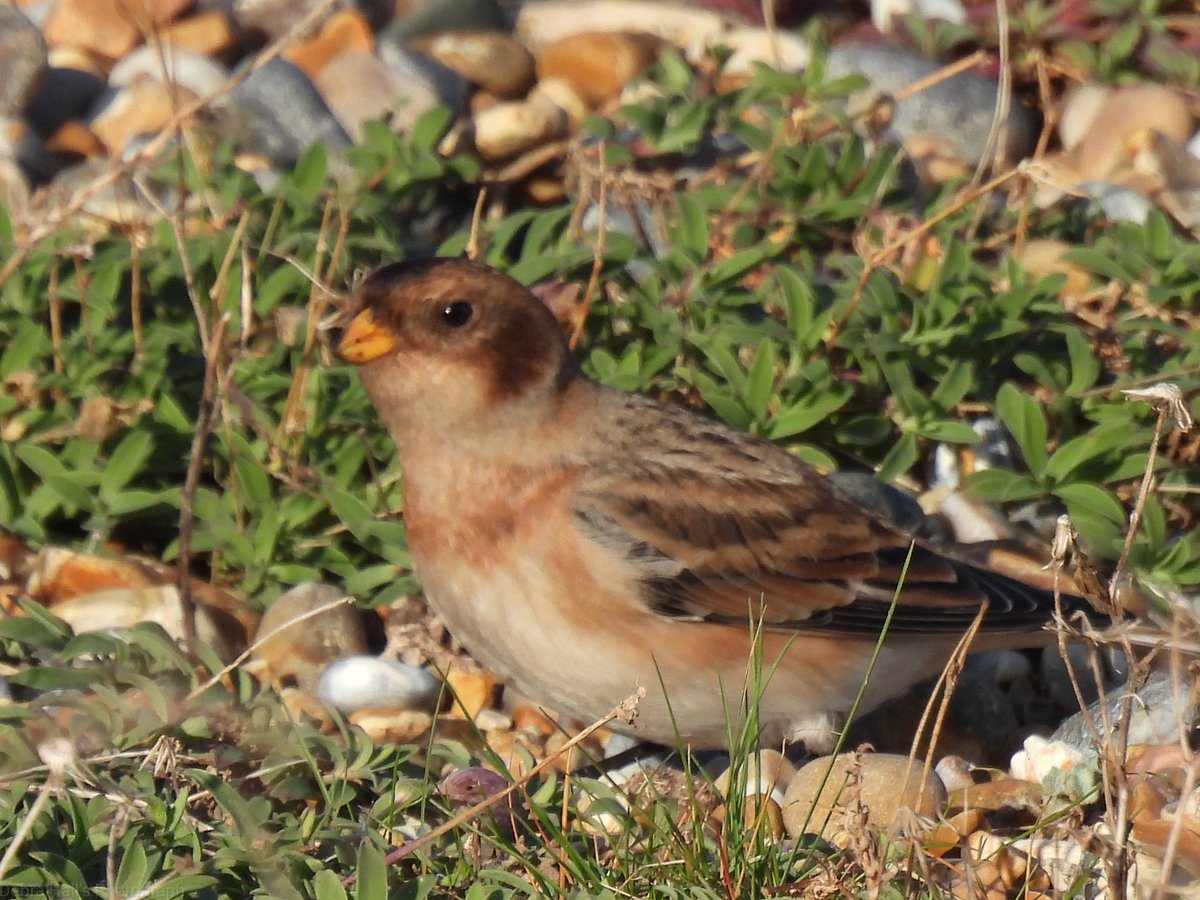 alwaysinascarf's tweet photo. The beautiful snowbuntings @NWTCleyCentre #Norfolk https://t.co/TnJsDOaoVO