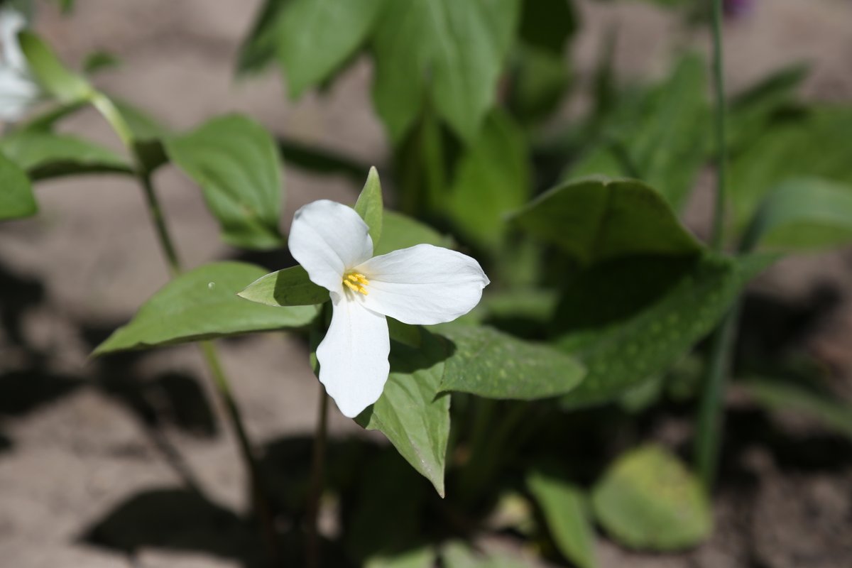 #DYK - The White Trillium became Ontario’s official flower in 1937. Contrary to popular belief, it is not illegal to pick a trillium in Ontario. However, picking one can seriously damage the plant's root system, taking it years to recover